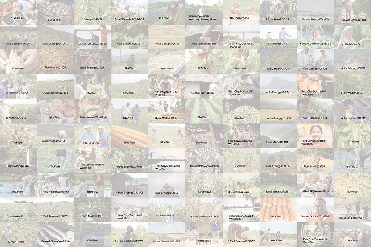 cgiar mosaic banner reverse credits
